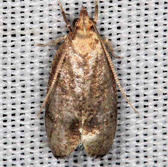 0960.97 Unidentified Psilocorsis worn BG Lake of the Woods Ontario 7-24-16 (23)_opt