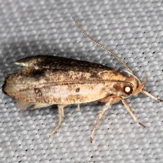 0960.97 Unidentified Psilocorsis worn BG Lake of the Woods Ontario 7-24-16 (24)_opt