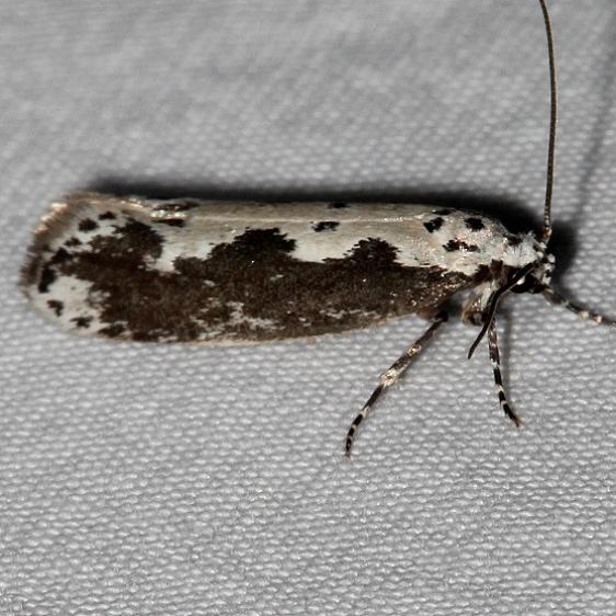 0986 Viper's Bugloss Moth Mesa Verde Colorado 6-11-17 (46)_opt