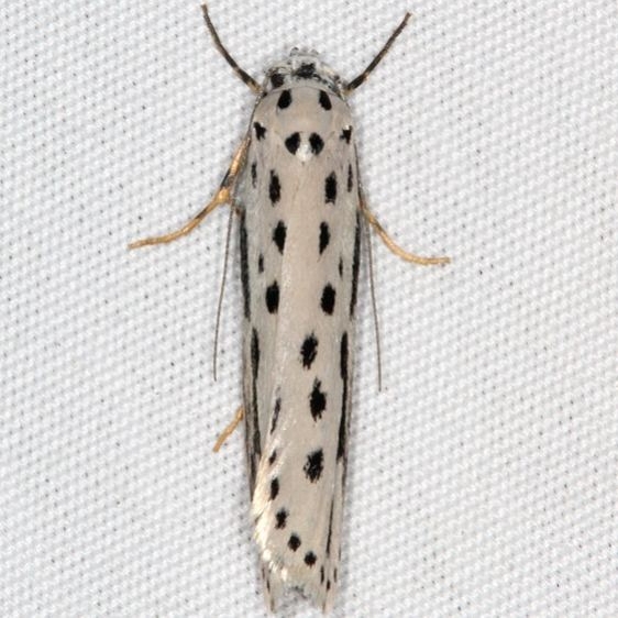 0992 Zellar's Ethmia Moth General Butler St Pk Ky 4-19-17 (1)_opt