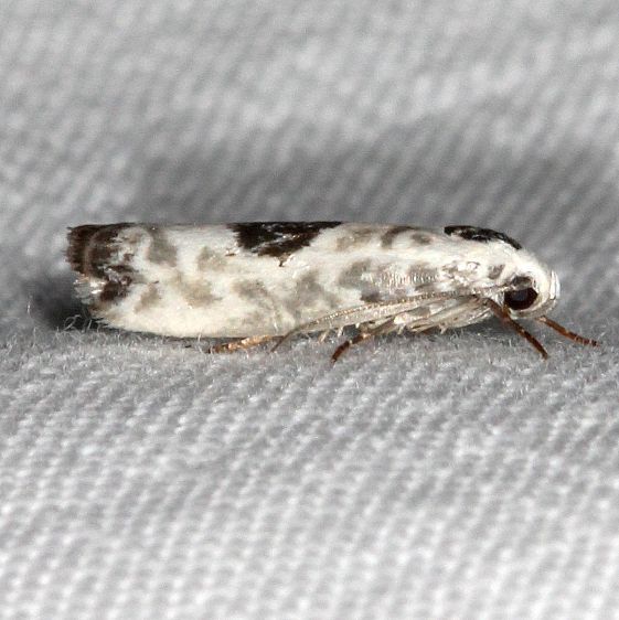 0994.2-Ethmia-submissa-BG-Collier-Seminole-St-Pk-Fl-3-18-25-22