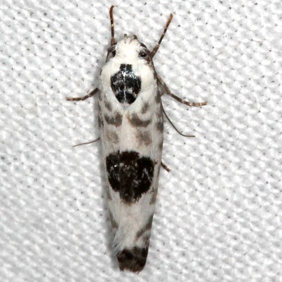 0994.2-Ethmia-submissa-BG-Collier-Seminole-St-Pk-Fl-3-18-25-23