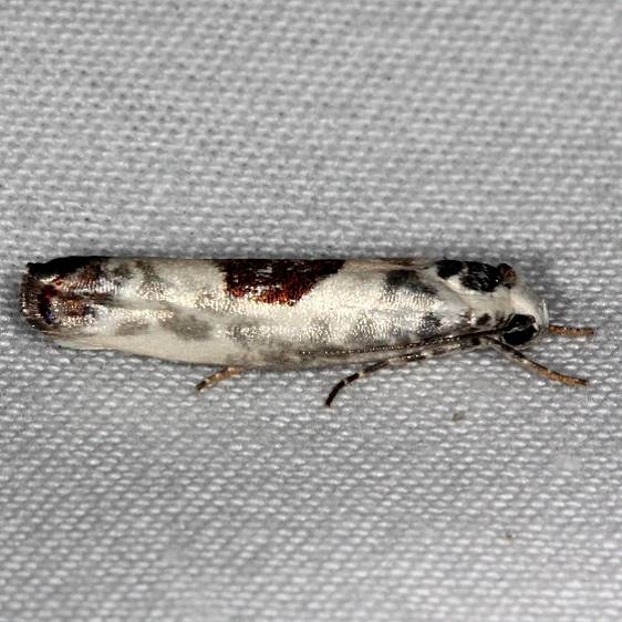 0994.3 Ethmia subsimilis Pineland Everglades Fl 2-26-15