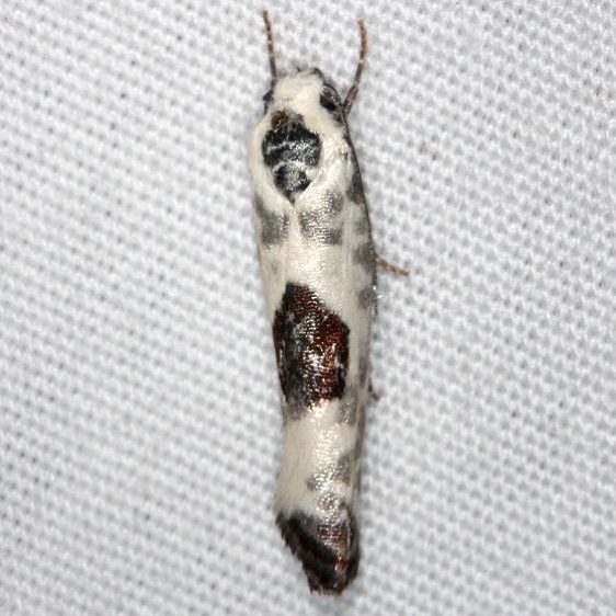 0994.3 Ethmia subsimilis Pinelands Everlades FL 2-26-15