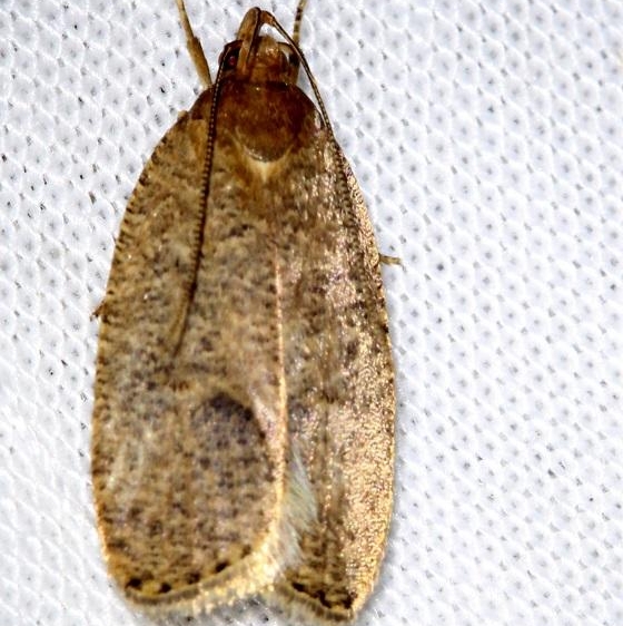 0995 Oak Leaftier Moth Shawnee St Pk Oh 6-15-13