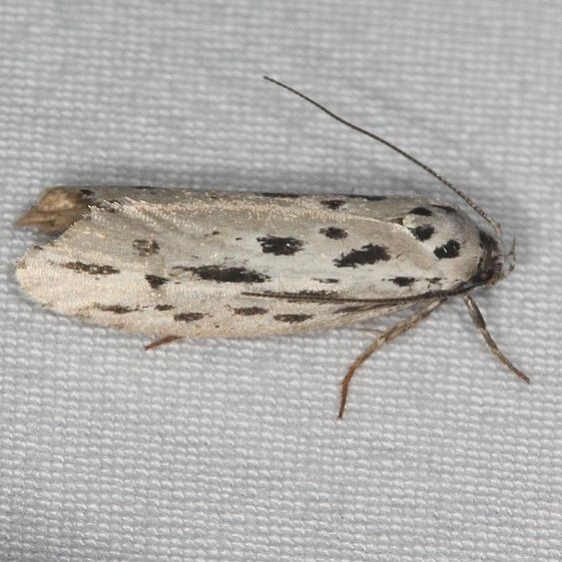 0999 Streaked Ethmia Moth Burr Oak St Pk at cabins Oh 6-27-14