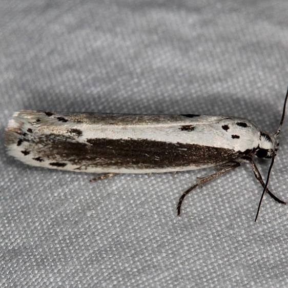 1002 Ethmia mirusellaMesa Verde Natl Pk Colorado 6-10-17 (47)_opt