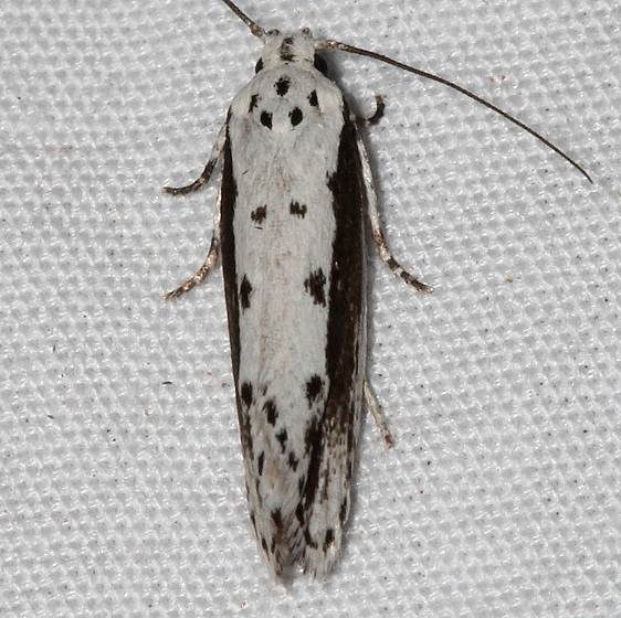 1003 Ethmia trifurcella Colorado Natl Monument 6-17-17 (62)_opt