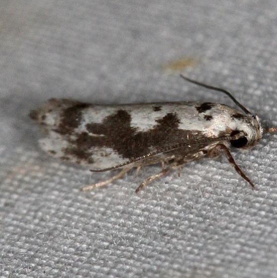 1005 Ethmia hodgesella Campsite 119 Falcon St Pk BG Texas 10-28-16 (5)_opt