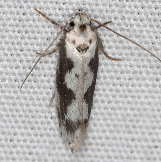1005 Ethmia hodgesella Campsite 119 Falcon St Pk BG Texas 10-28-16_opt