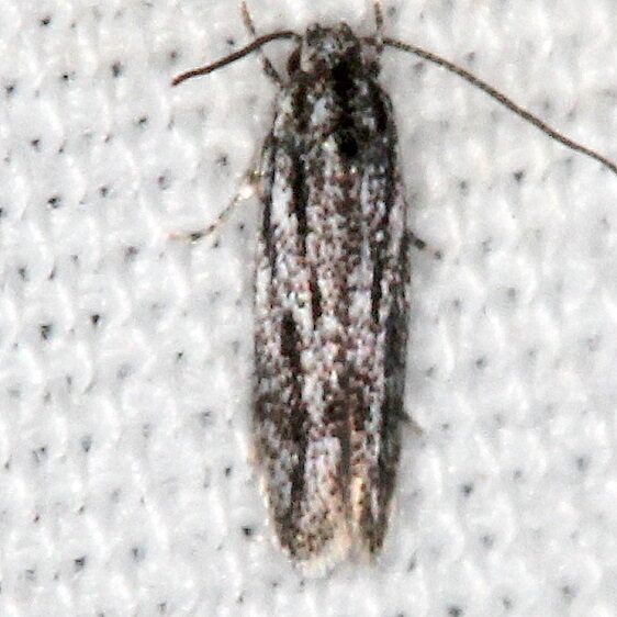 1007.97 Unidentified Ethmia maybe-BG-Bear-Island Big Cypress Preserve Fl 3-3-22