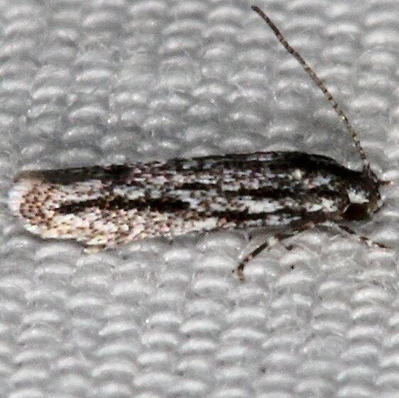 1007.97-Unidentified-Ethmia-maybe-BG-Bear-Island-Big-Cypress-Preserve-Fl-3-3-22-2
