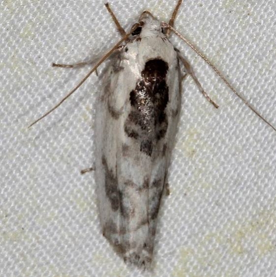 1011 Schlaeger's Fruitworm Moth yard 5-31-14
