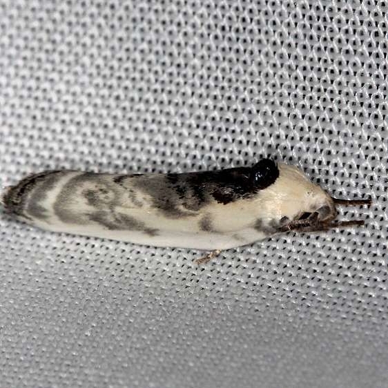 1011 Schlaeger's Fruiyworm MothThunder Lake Up Mich 6-21-13