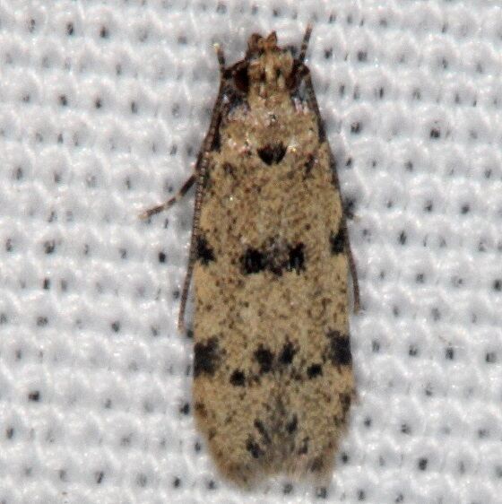 1011.96-Autostichide-new-species-BG-Collier-Seminole-St-Pk-FL-3-3-21
