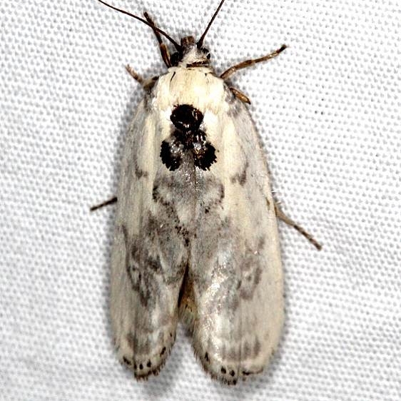 1012 Antaeotricha lindseyi Devil's Canyon Campground National Forest Utah 6-7-17 (16)_opt