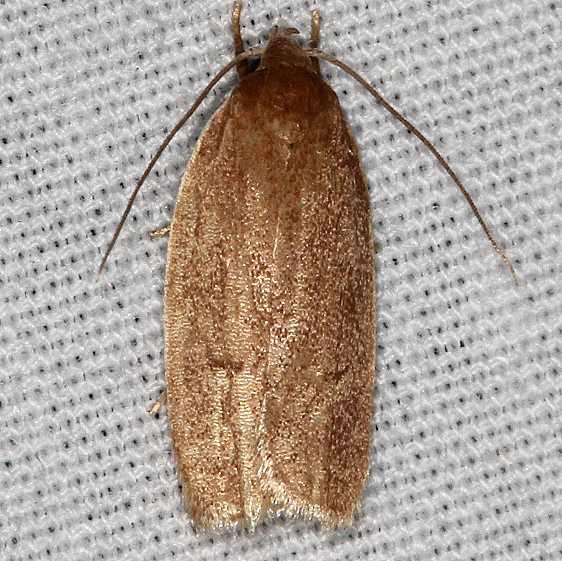 1013 Antaeotricha unipunctella Juniper Springs Ocala Natl Forest Fl 9-27-18 (25)_opt