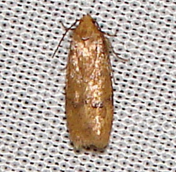 1013 Antaeotricha unipunctella Payne's Prairie St Pk 3-22-12