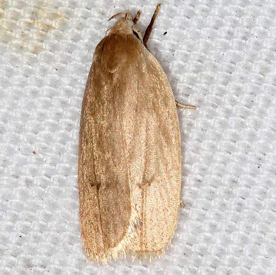 1015 Antaeotricha osseella Suwanee River St Pk Fl 9-22-18 (10)_opt