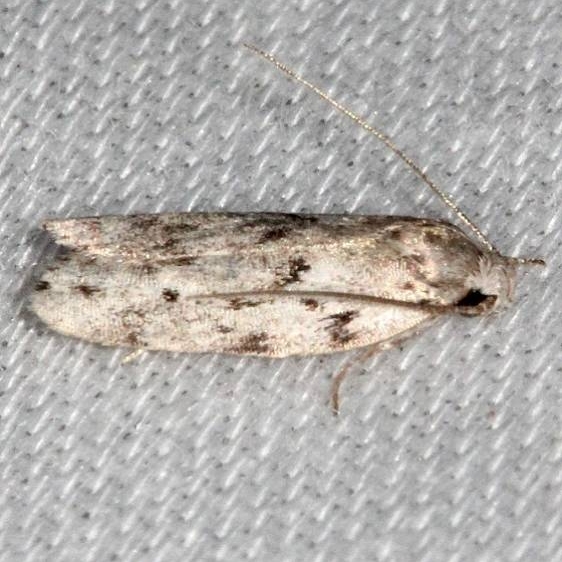 1019 Dotted Anteotricha Moth Collier Seminole St Pk 2-25-14