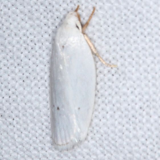 1024-Antaeotricha-albulella-Lake-Kissimmee-St-Pk-Fl-3-11-25-66