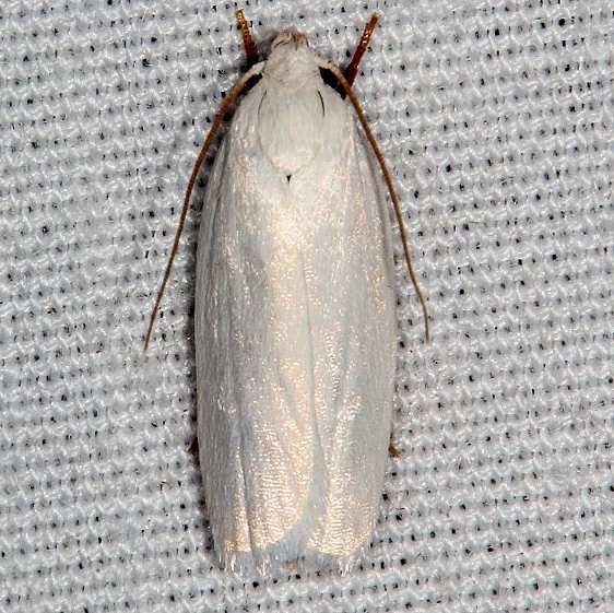 1024.1 Antaeotricha floridella Hopkins Prairie Ocala Natl Forest Fl 9-26-18 (40)_opt