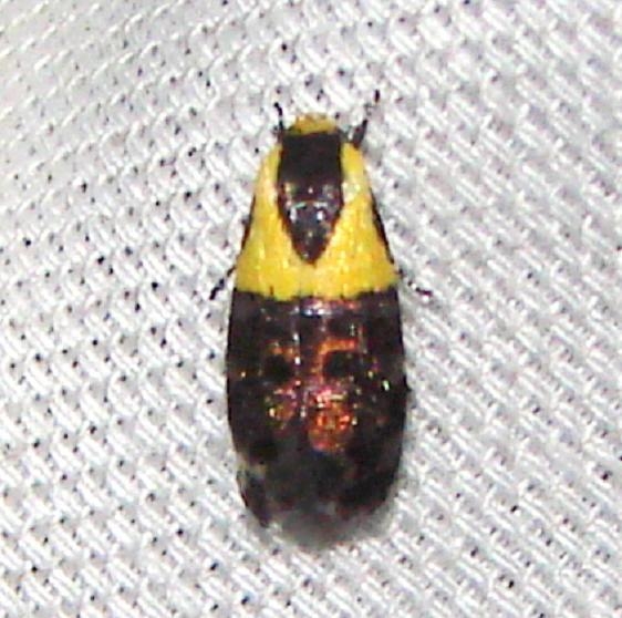 1026 Yellow-vested Moth Payne's Prairie St Pk 3-22-12