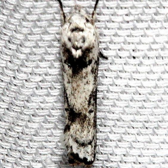 1029 Menestomrpha kimballi Mahogany Hammock Everglades Natl Pk 3-10-13