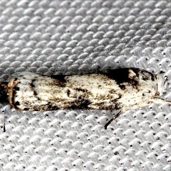 1029 Menestomrpha kimballi Mahogany Hammock Everglades Natl Pk 3-10-13