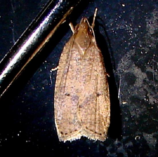 1032 Gonioterma mistrella Paynes Prairie St Pk 3-21-12