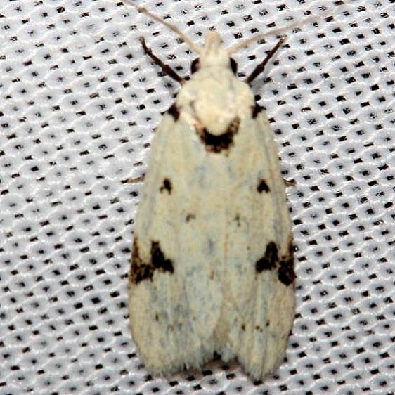 1034 Black-marked Inga Moth Lake Kissimmee St Pk Fl 2-27-13
