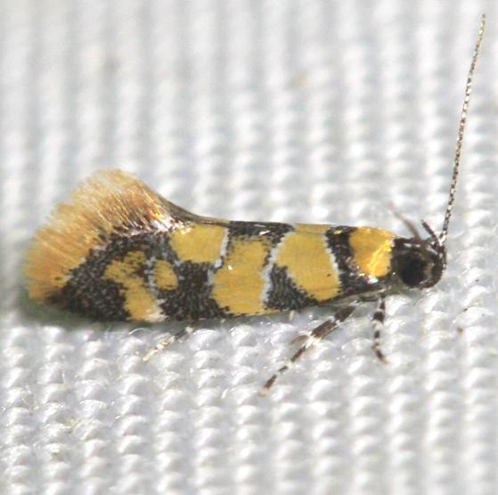 1042 Reticulated Decantha Moth yard 6-4-12