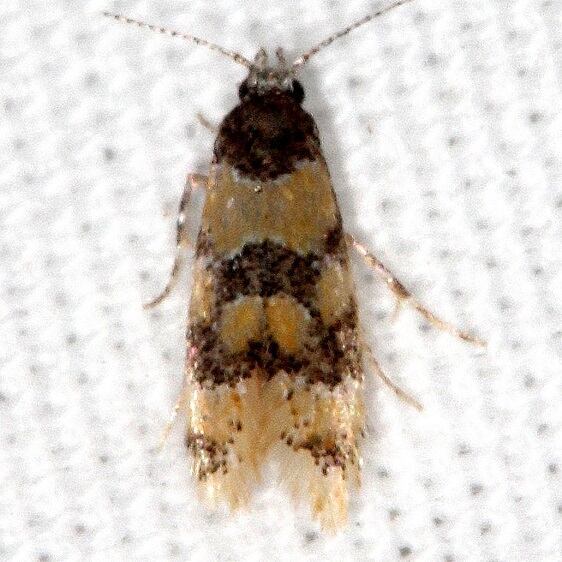 1043-Decantha-stecia-Cypress-Glenn-Silver-Lake-Fl-3-21-23