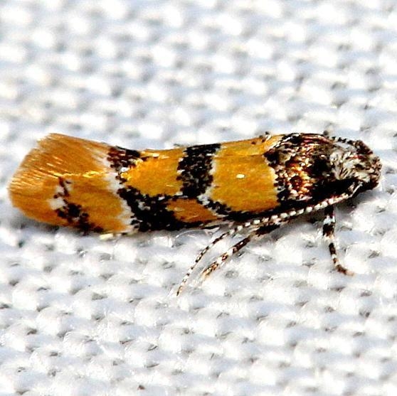 1043 Decantha stecia Lake Kissimmee St Pk Fl 2-28-13