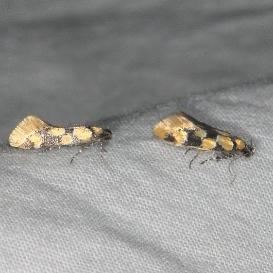 1045 Decantha stonda Fool Hollow Lake St Pk Ariiz 5-23-17 (122)_opt