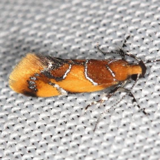 1046 Orange-headed Epicalima yard 6-8-13