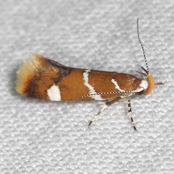 1047.1 Suzukis Proalactis Moth yard 8-19-19