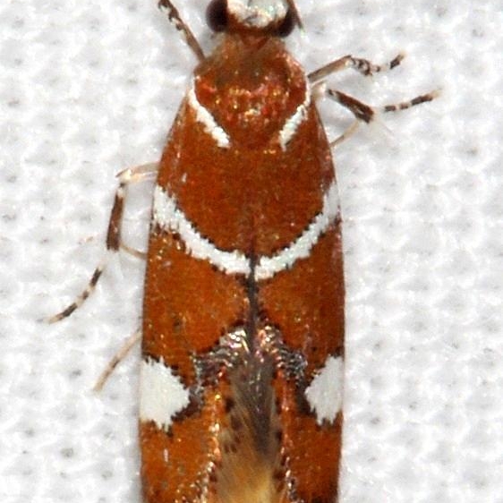 1047.1 Suzuki's Promalactis Moth Desoto State Park Alabama 9-8-18 (32)_opt