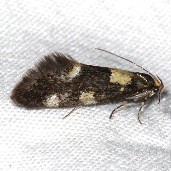 1055-Brymblia-quadrimaculella-Golden-Gate-Canyon-St-Pk-Co-6-27-17-2