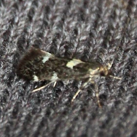 1055 Brymblia quadrimaculella Lake Onamon Ontario 7-21-15