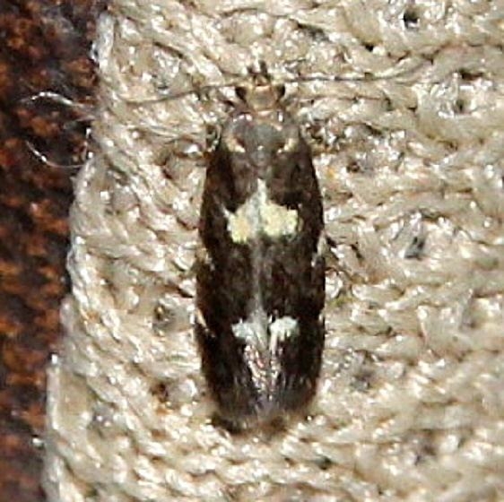 1055 Brymblia quadrimaculella Lake Onamon Ontario 7-21-15