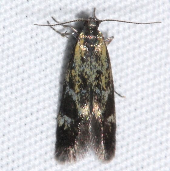 1055.97 Unidentified Brymblia BG-Golden Gate Canyon St Pk Co 6-26-17