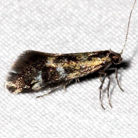 1055.97-Unidentified-Brymblia-BG-Golden-Gate-Cabyon-St-Pk-Co-6-26-17-2