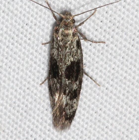 1056 Denisia haydenella BG-Golden Gate Canyon St Pk Co 6-26-17