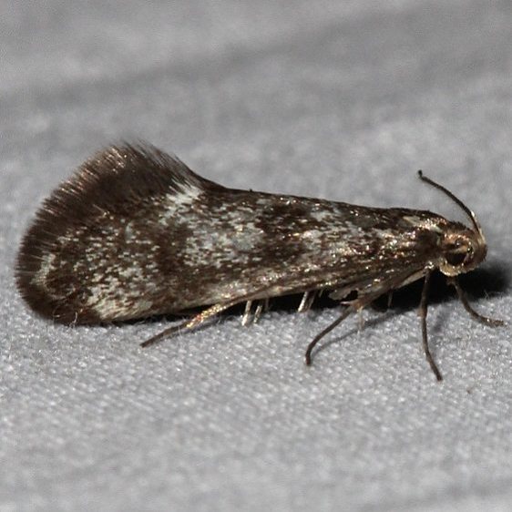 1056 Denisia haydenella BG-Golden-Gate-canyon St Pk Colorado 6-27-17
