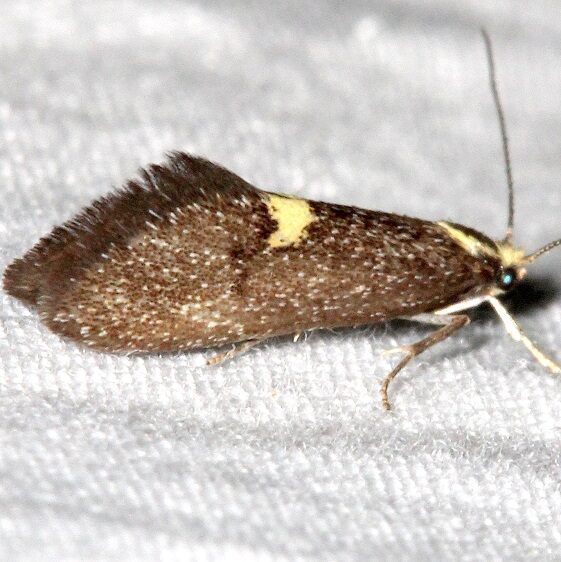 1058 Polix coloradella Golden Gate Canyon St Pk Co 6-26-17