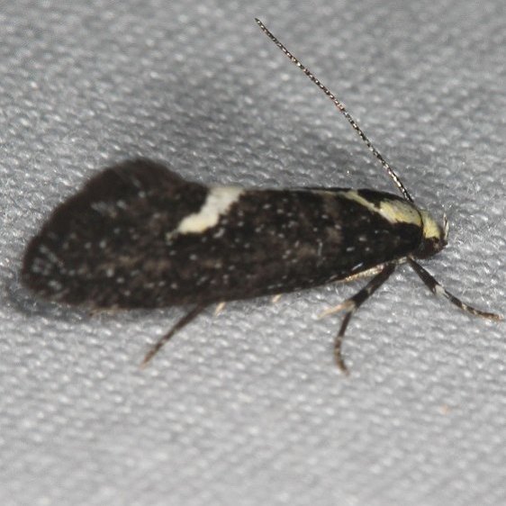 1058-The-Skunk-Moth-Lake-of-the-Woods-Ash-Rapids-Lodge-7-16-17-34_opt