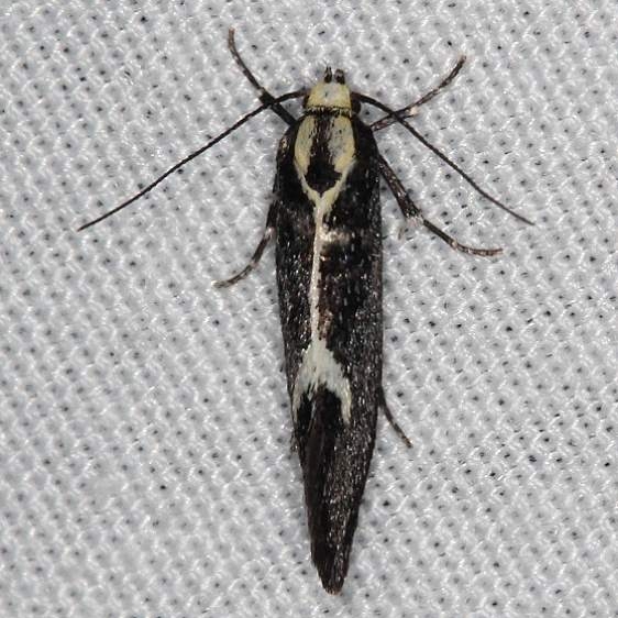 1058 The Skunk Moth Lake of the Woods Ash Rapids Lodge 7-16-17 (35)_opt