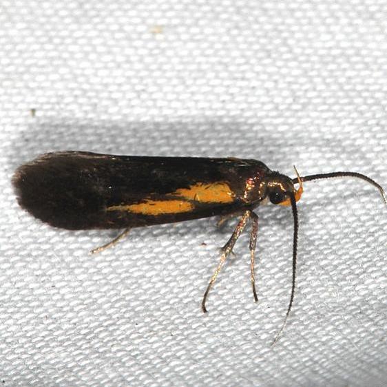 1059 Newmans Mathildana Moth yard 6-8-20
