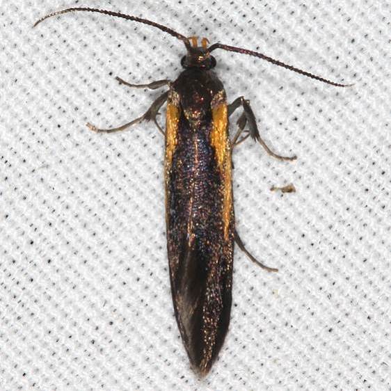 1059-Newmans-Mathildana-Moth-yard-6-8-20-11_opt